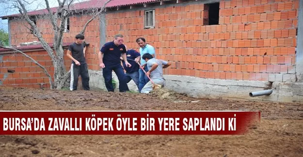 Bursa'da zavallı köpek öyle bir yere saplandı ki