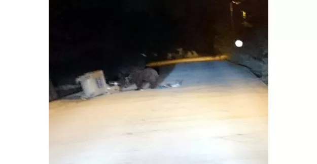 Bursa'da aç kalan ayılar Uludağ Sarıalan'a indi