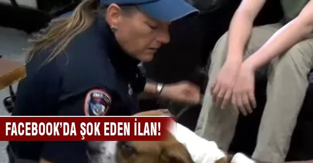 Köpeklerini öldürmek için facebook'a ilan verdiler!