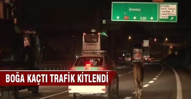 TEM'de  boğa kaçtı, polis kovaladı