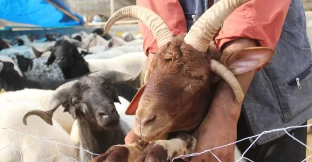 4 boynuzlu koç ilgi odağı oldu