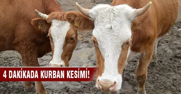 Monoray sistemle 4 dakikada kurban kesmek mümkün