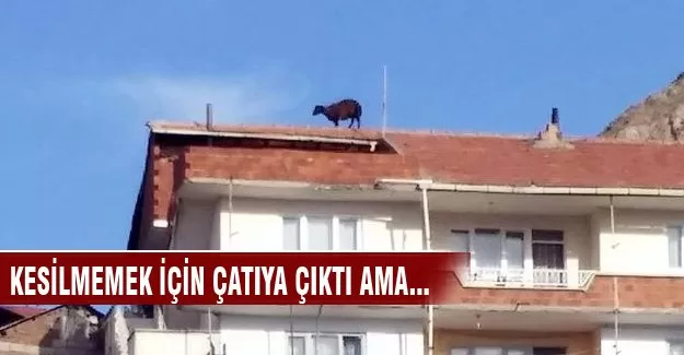 Kesilmemek için çatıya çıktı ama ...
