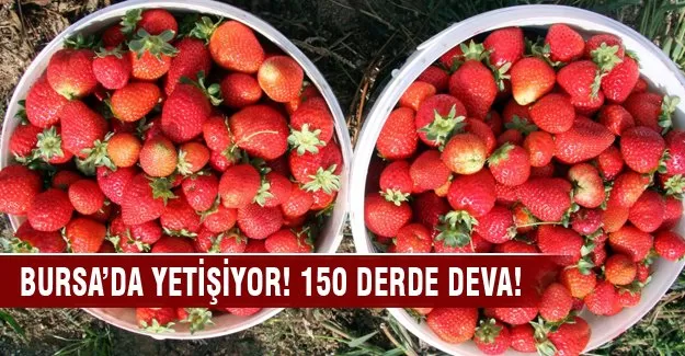 Uludağ'ın Yediveren Çileği 150 derde deva