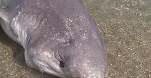 Muğla’da kıyıya vurdu!