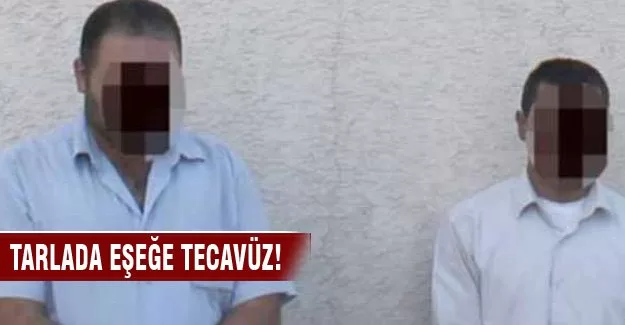 Eşeğe tecavüz ederken yakalandılar!