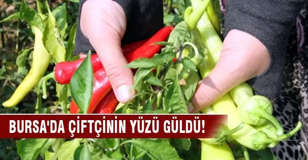 Bursa'da biber çiftçinin yüzünü güldürdü