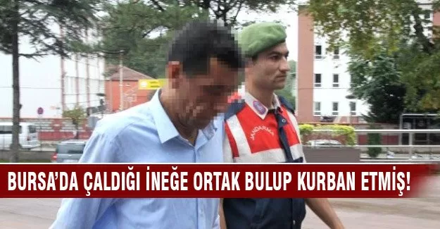 Bursa'da çaldığı ineğe ortak bulup kurban etmiş!