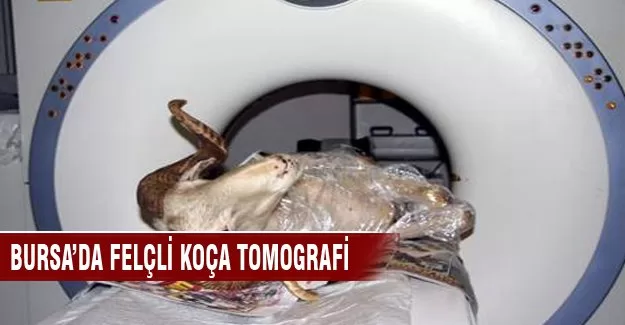 Bursa'da felçli koça tomografi