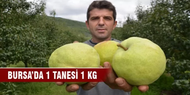 Bursa'da 1 tanesi 1 kg