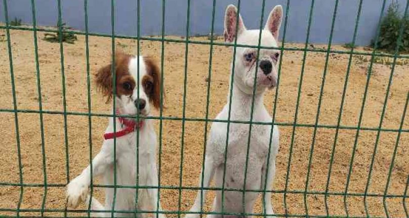 Bursa'da bayram öncesi köpek otellerinde yoğunluk