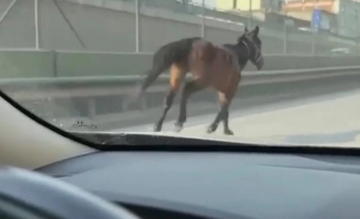 Bursa trafiğinde şaşkına çeviren görüntü! Dört nala koştu