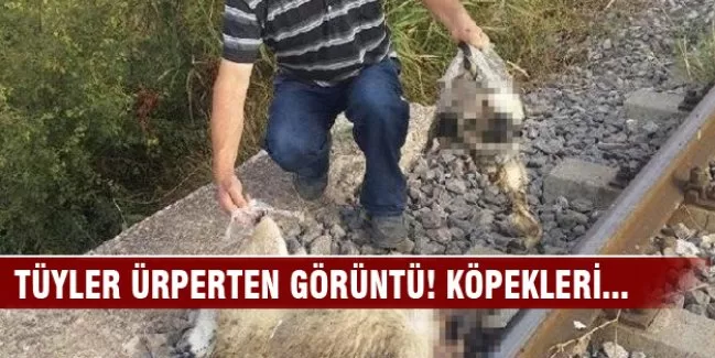 Köpekleri raylara bağlayıp öldürdüler!