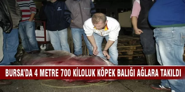 Bursa'da 4 metre 700 kiloluk köpek balığı ağlara takıldı