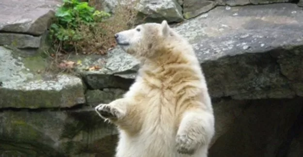 Kutup ayısı taşıyan kamyonla kaçmaya çalıştılar