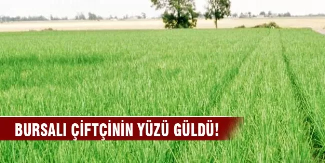 Soğan bu yıl Bursalı çiftçinin yüzünü güldürdü
