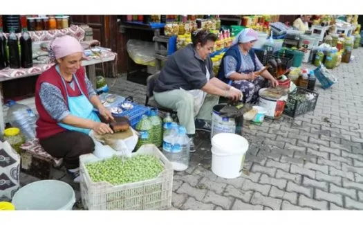 Trilye'de yeşil zeytin zamanı