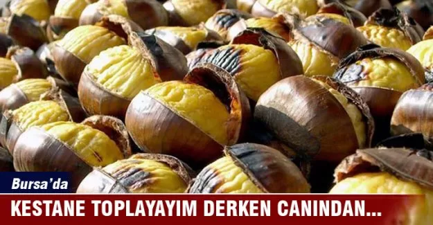 Bursa'da kestane toplayayım derken canından oluyordu