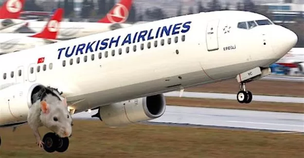 THY uçağında fare paniği