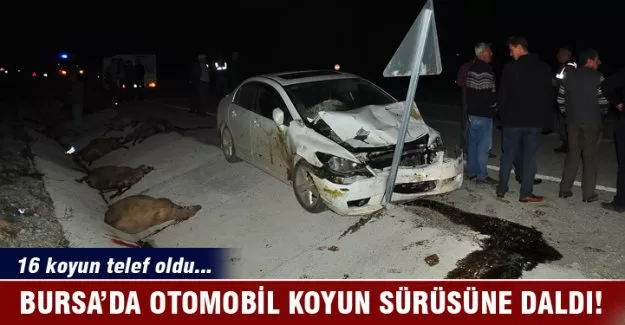 Bursa'da otomobilin çarptığı 16 koyun telef oldu