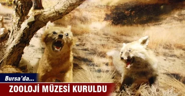 Bursa'da " Zooloji müzesi " kuruldu