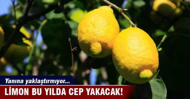 Limon bu yılda cep yakacak!