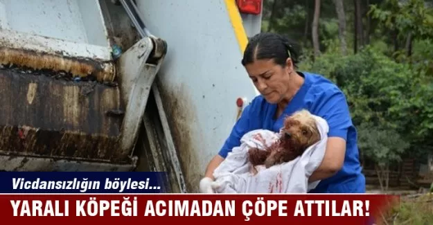 Yaralı köpeği çöpe attılar...