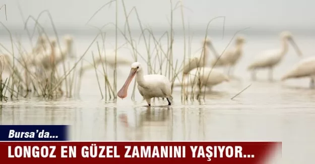 Longoz en güzel zamanını yaşıyor