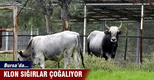 Bursa'da klon sığırlar çoğalıyor