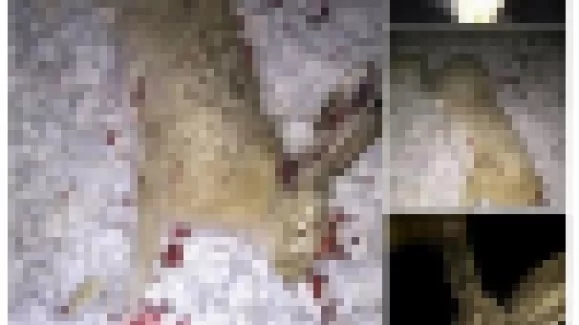 Facebook’ta kaçak av fotoğrafına rekor ceza