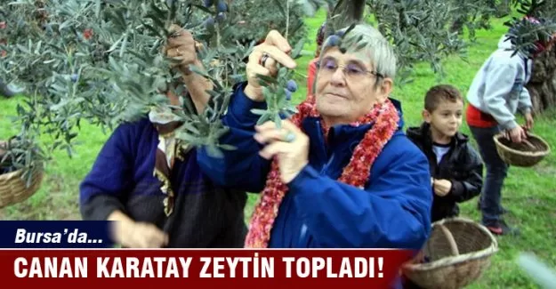Canan Karatay zeytin topladı
