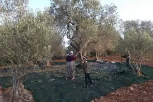 İkiz zeytini bulan ikramiye kazanıyor