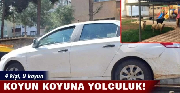 Koyun koyuna yolculuk