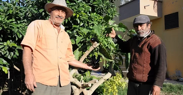 Ağaçta patlıcan yetişti !