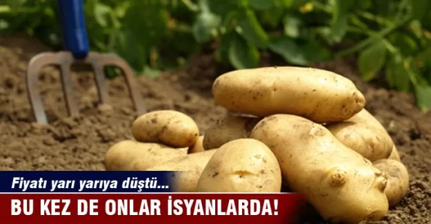 Fiyatı yarı yarıya düştü, bu kez de üretici isyanda!