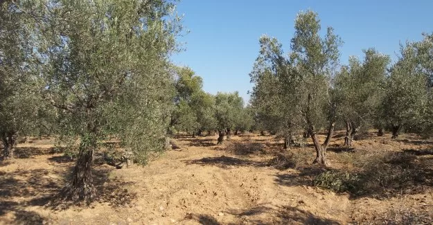 Bursa'da ayrı yaşıyordu ölü bulundu