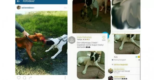 Öldürdüğü 3 kedi 1 köpekten sonra...