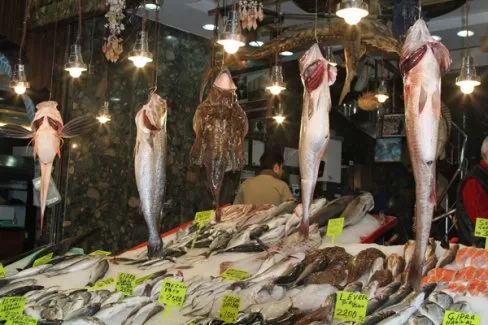 Dev mezgitler şaşırtıyor