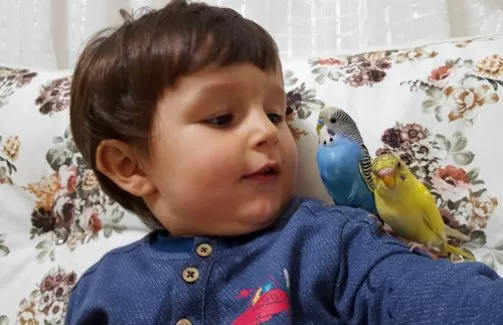 Minik çocuğun muhabbet kuşlarıyla ilginç diyaloğu