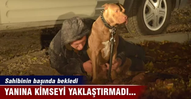 Sahibinin yanına kimseyi yaklaştırmadı