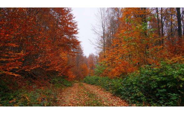 Uludağ'da sonbahar bir başka güzel