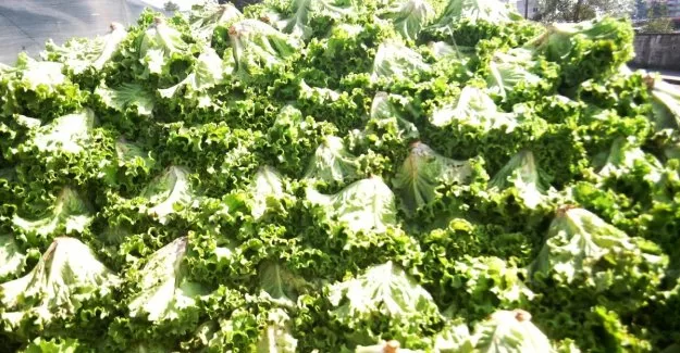 Sattıkları marulların parasını alamayınca...