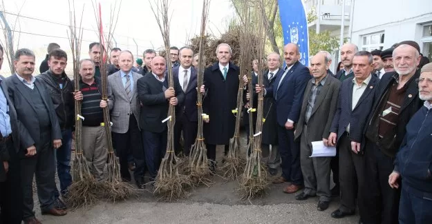 Bursa kestanesi Büyükşehir ile canlanacak
