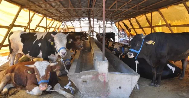 İnegöl’de şap karantinası