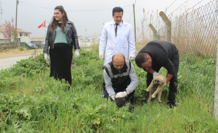 Manisa'da vahşet! 20 köpek zehirlendi