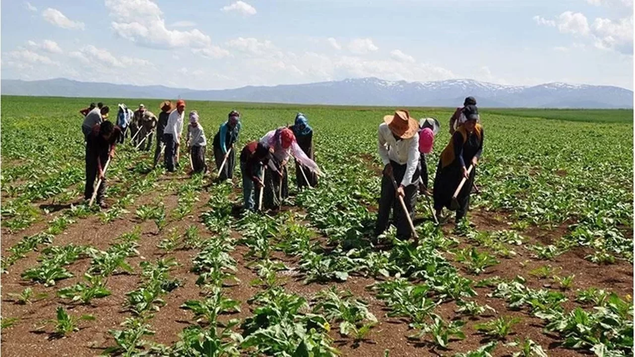 Tarım ve Orman Bakanlığı 1500 Tarım İşçisi Alımı İçin Başvuruları Almaya Başladı