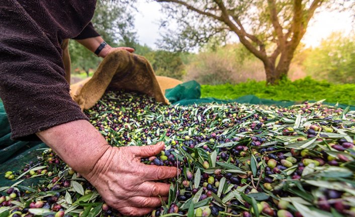 Zeytin ihracatı rekora koşuyor