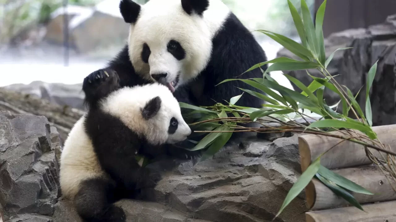 Çin 20 Yıl Aradan Sonra ABD'ye Panda Kiralıyor
