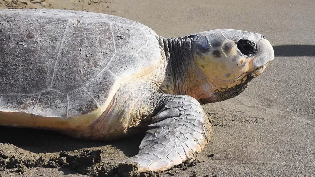Deniz Kaplumbağası Eti Yiyen 8 Çocuk Hayatını Kaybetti