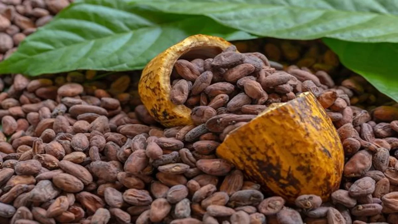 Kakao Fiyatları Rekor Seviyeye Ulaştı